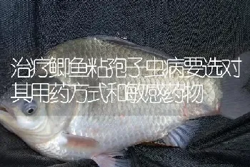 治疗鲫鱼粘孢子虫病要选对其用药方式和敏感药物