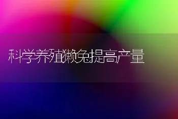 科学养殖獭兔提高产量