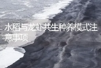 水稻与龙虾共生种养模式注意事项