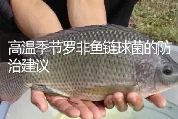 高温季节罗非鱼链球菌的防治建议