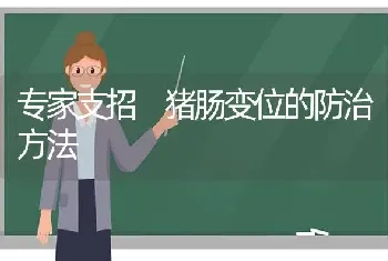 专家支招 猪肠变位的防治方法