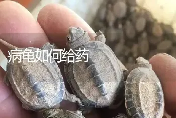 病龟如何给药