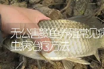 无公害鲫鱼养殖常见病车轮虫病治疗方法