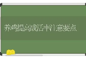 养鸡提高成活率注意要点