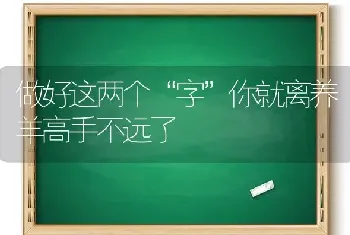 做好这两个“字”你就离养羊高手不远了