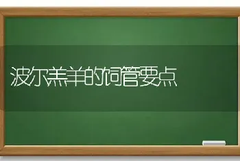 波尔羔羊的饲管要点